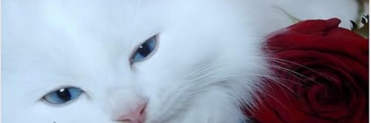 CatsCatweman's profile banner image