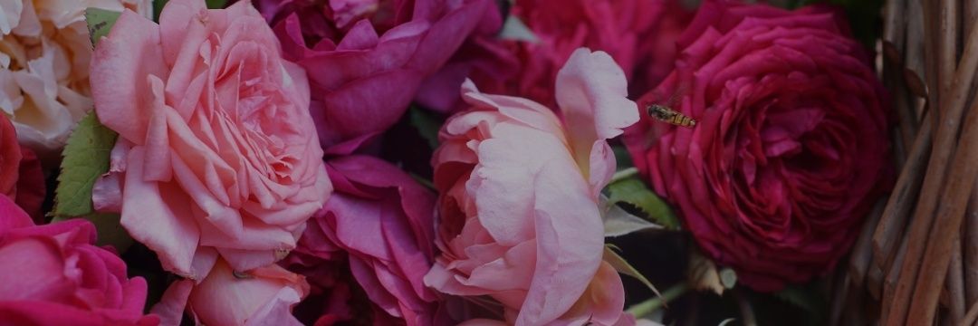 IslaKamar's profile banner image