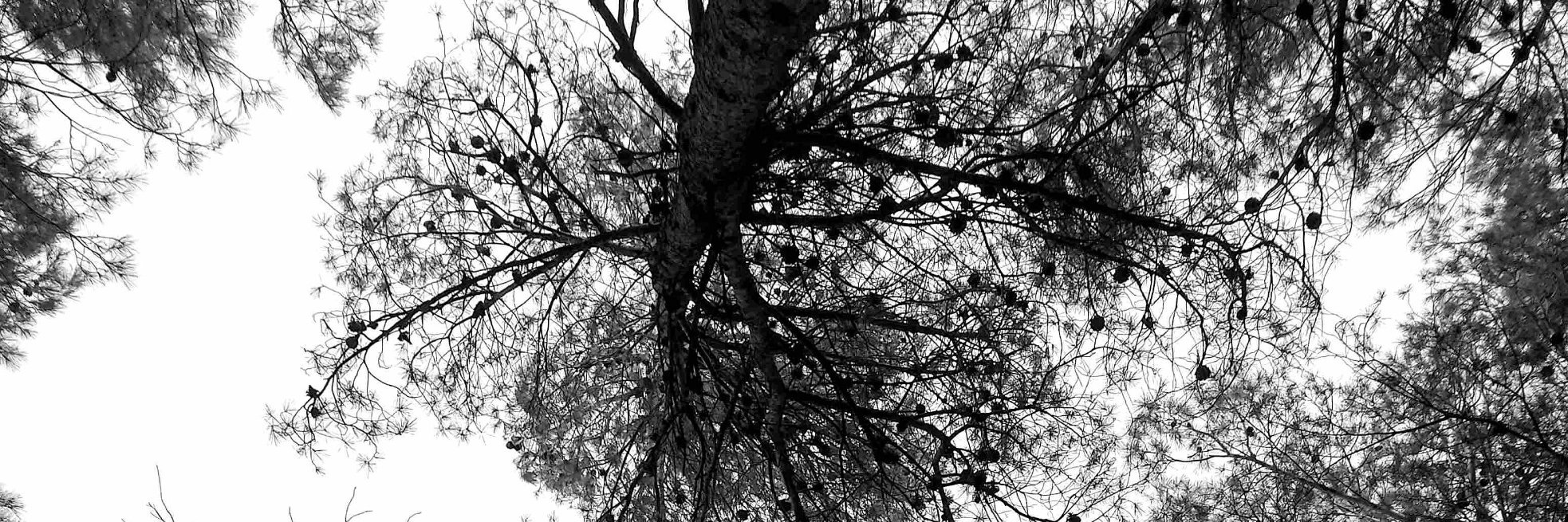 Alex_Faimali's profile banner image