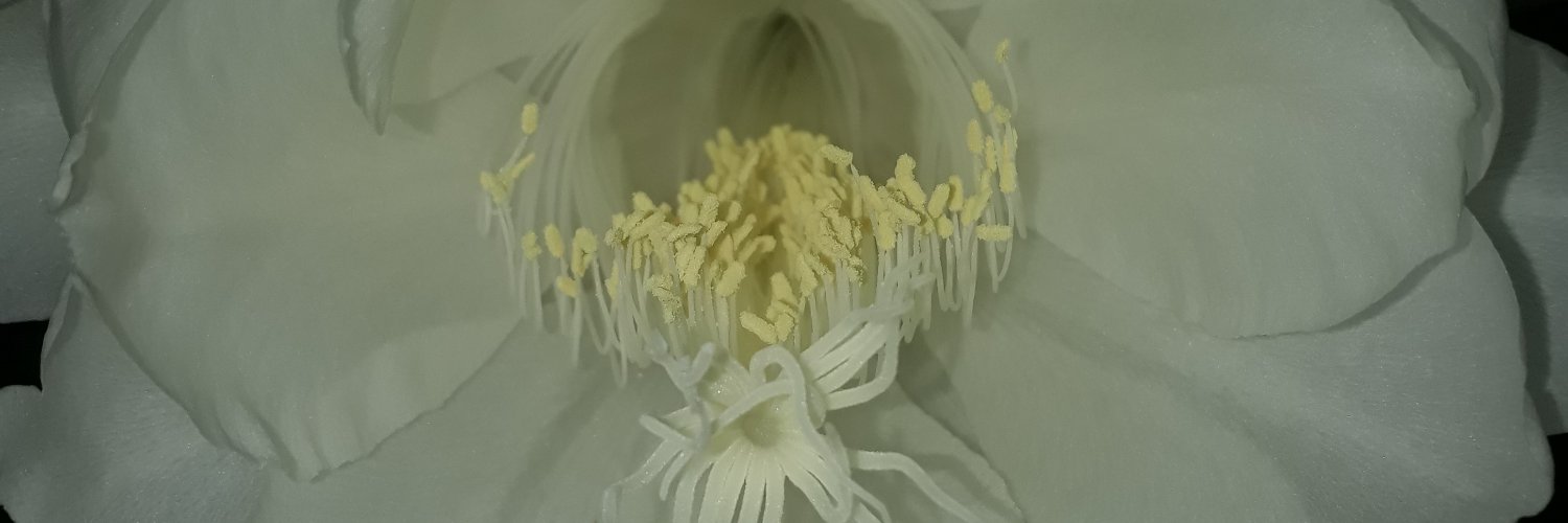 Jeffilho43's profile banner image