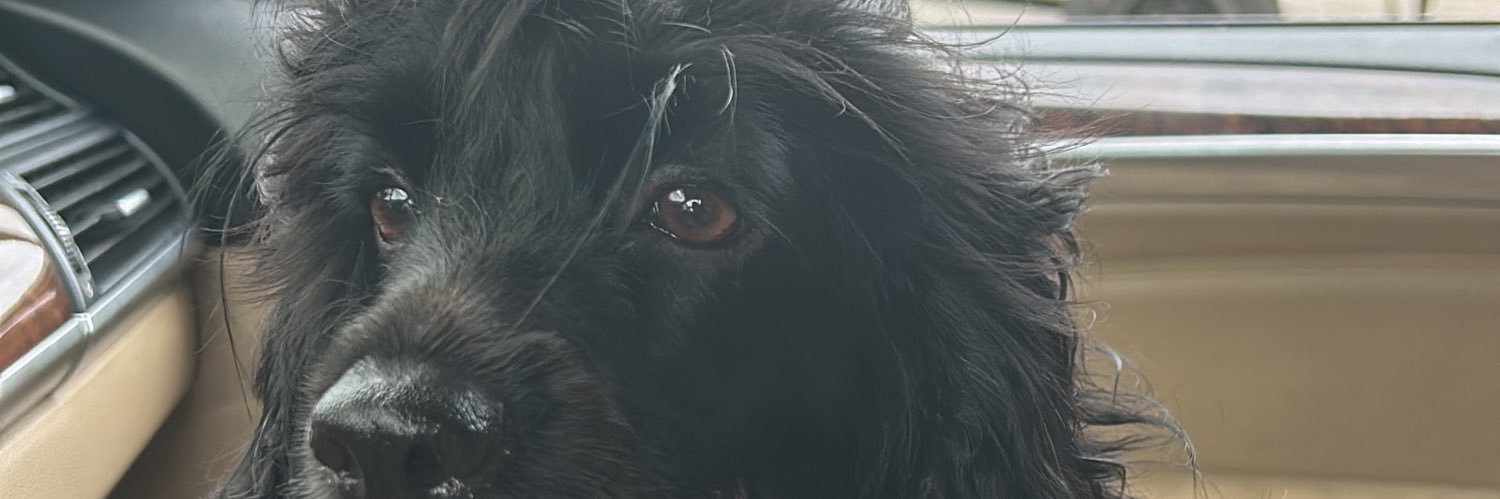 MonikinN's profile banner image
