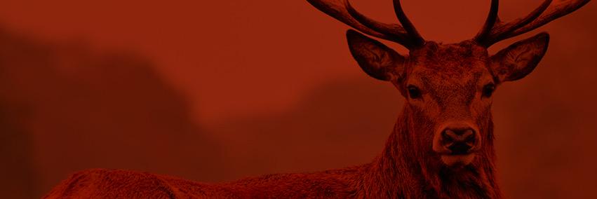 TrofeAv's profile banner image