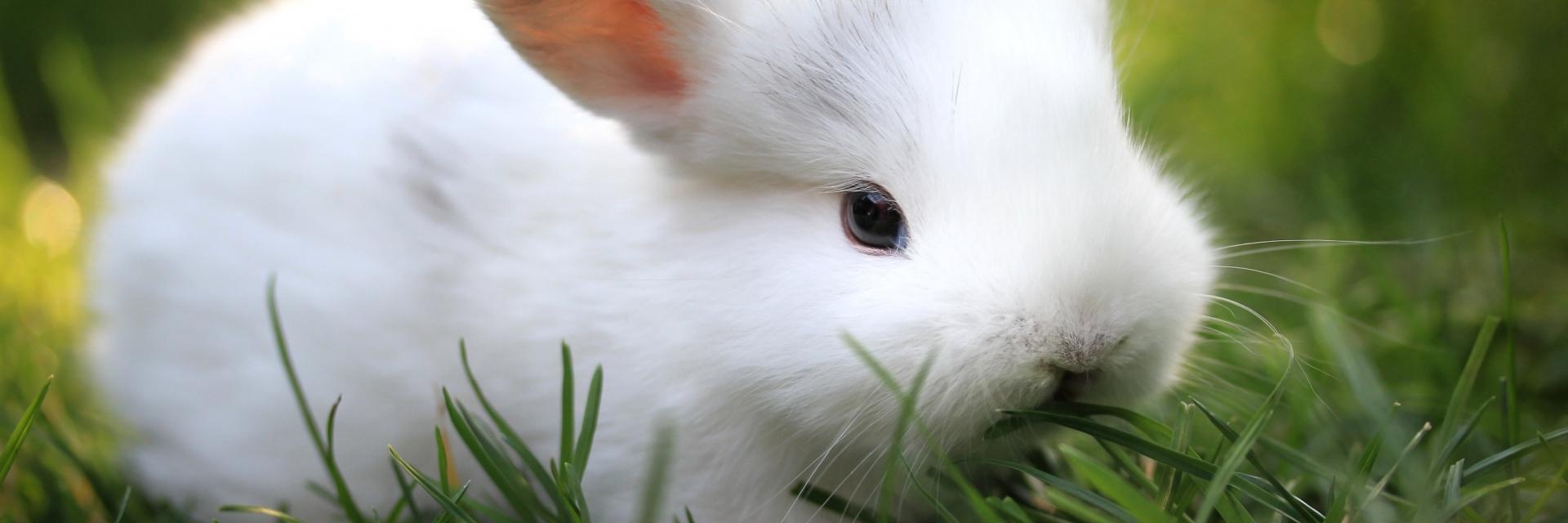 zeppy_rabbit's profile banner image