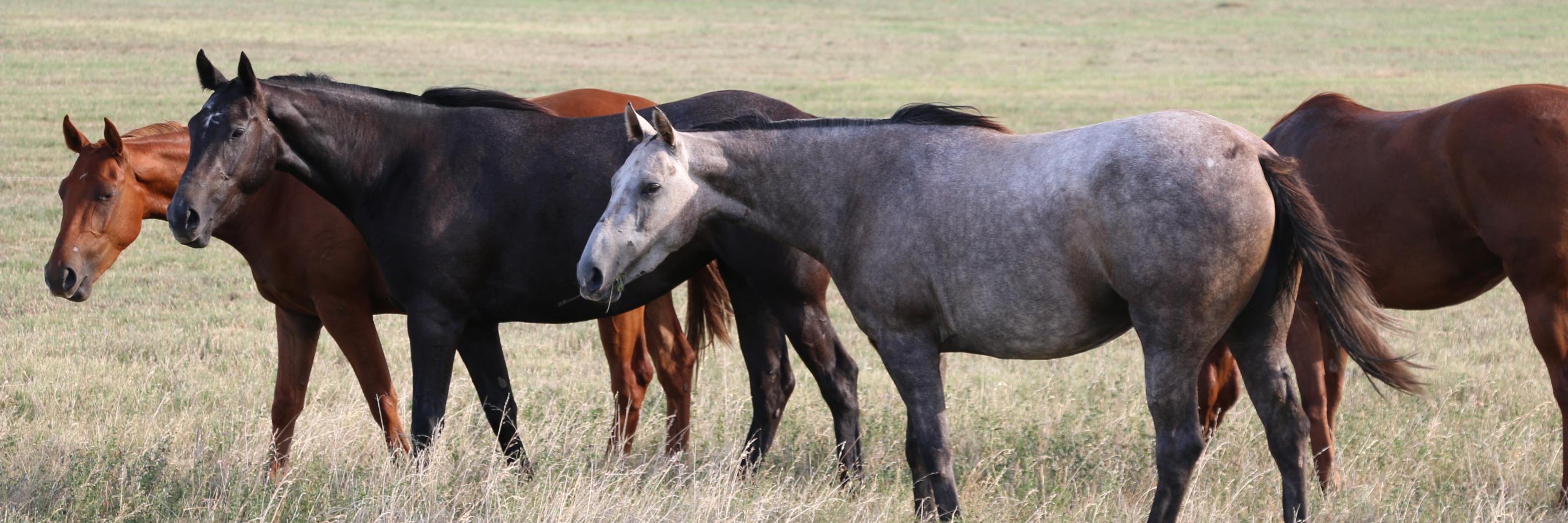 Sebastian Merlos banner