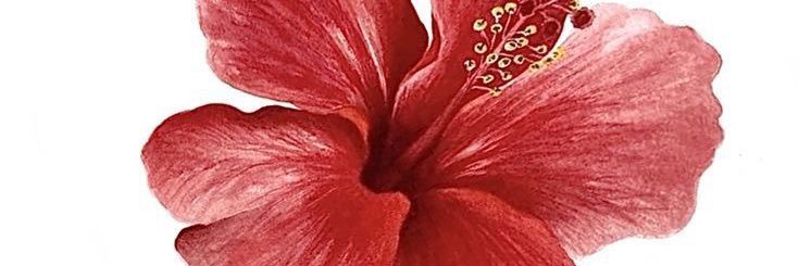 fafi_cris's profile banner image