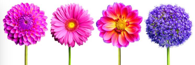 Elizabeth Dieppa banner