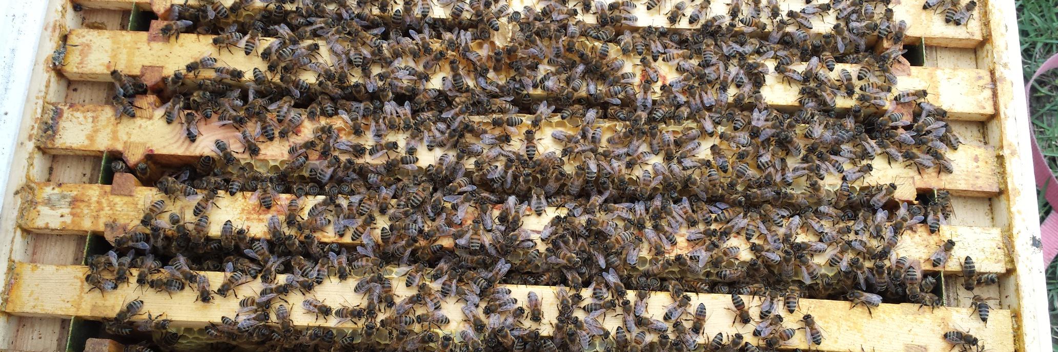 mudchutebees's profile banner image