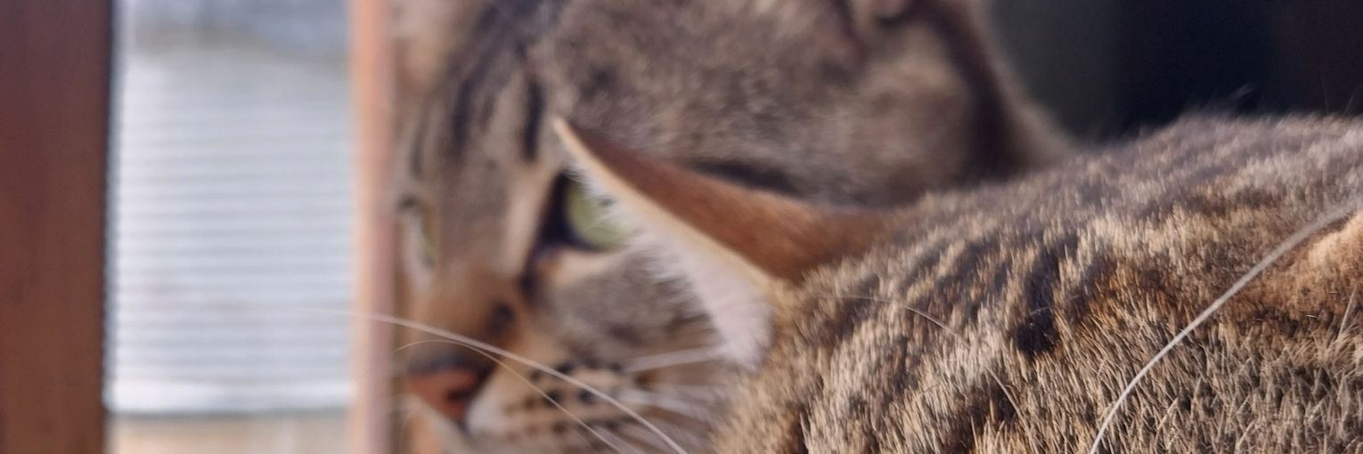 alanamait's profile banner image