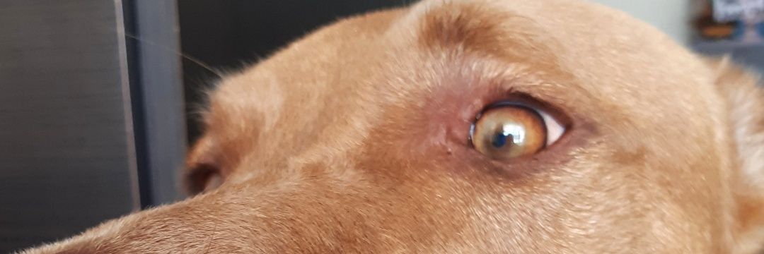 Nerina Di Biaggio banner