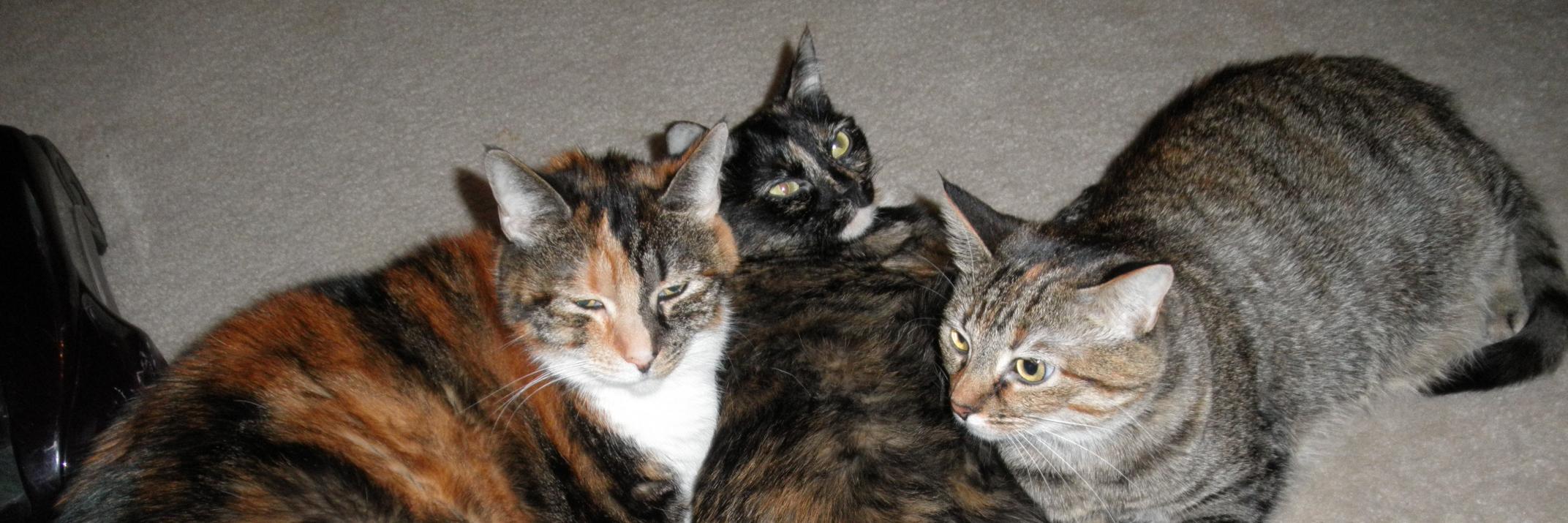 3catscontent's profile banner image