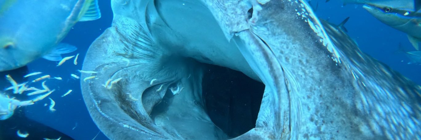 divingMSC's profile banner image
