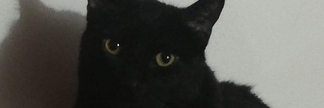 Arrozdequeso's profile banner image