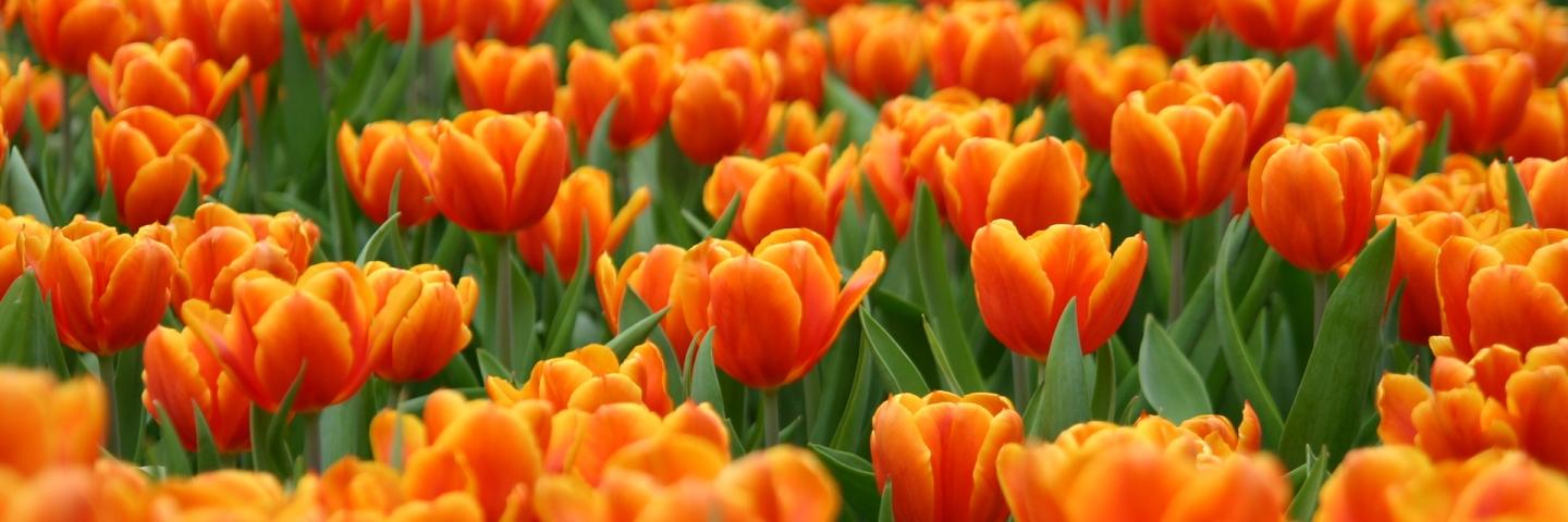 fatima Woippy banner