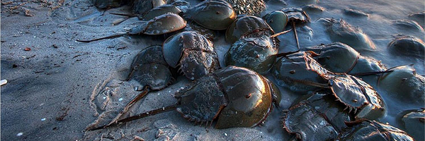 SothicBio Profile Banner