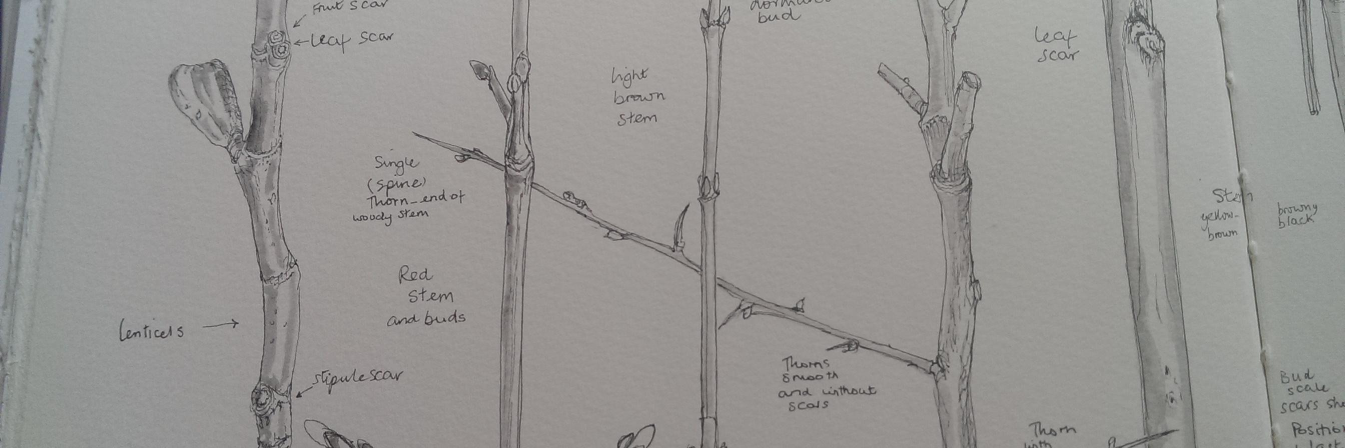 Brookmill Park banner