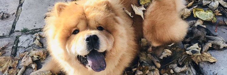 Soph_Bey's profile banner image