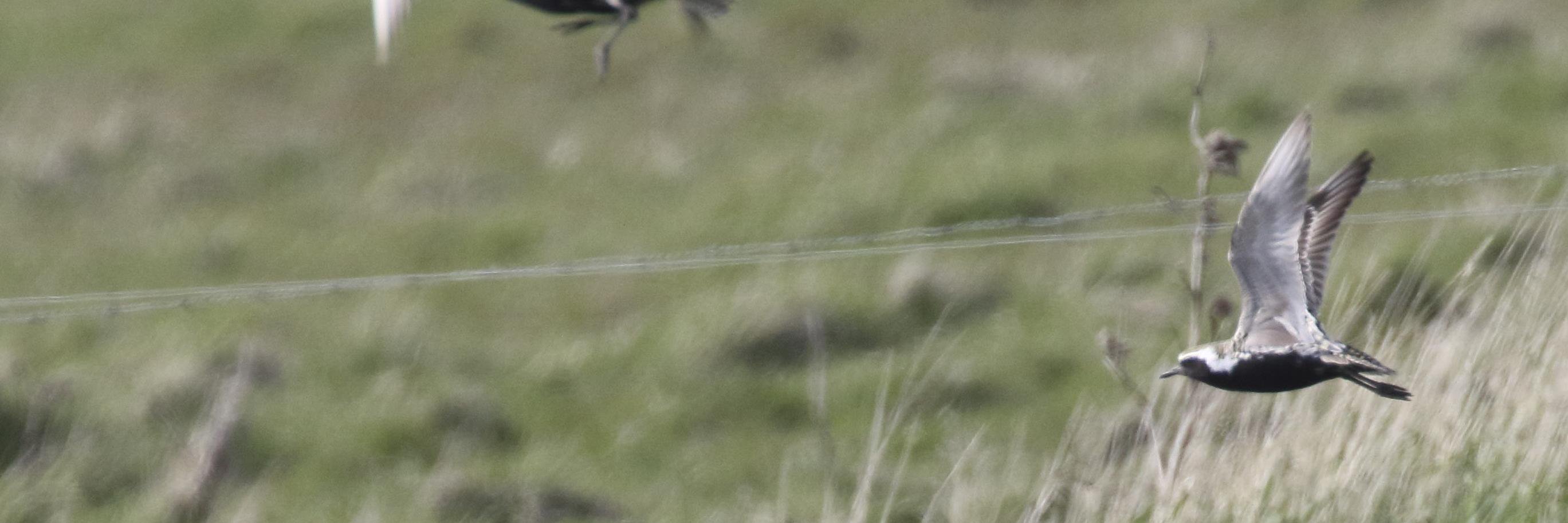 Rasmus Strack banner