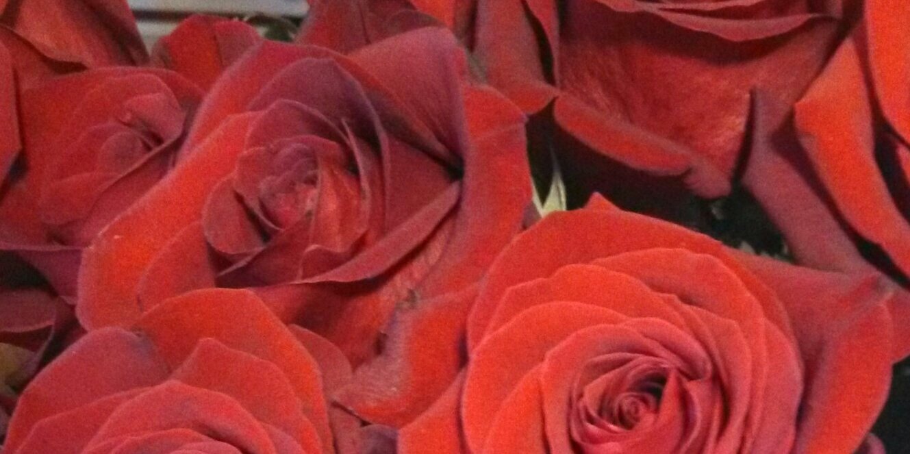 madisonrotto's profile banner image