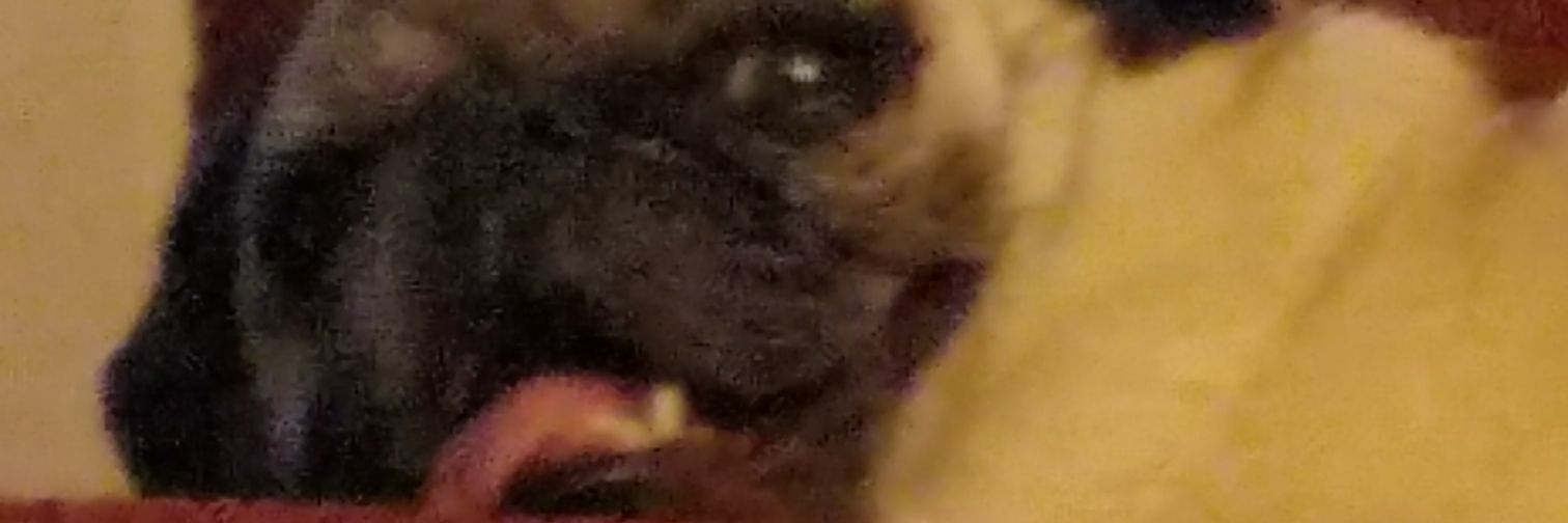 sensualmacaroni's profile banner image