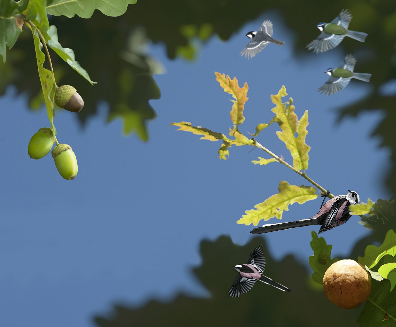 Alison Barnes banner