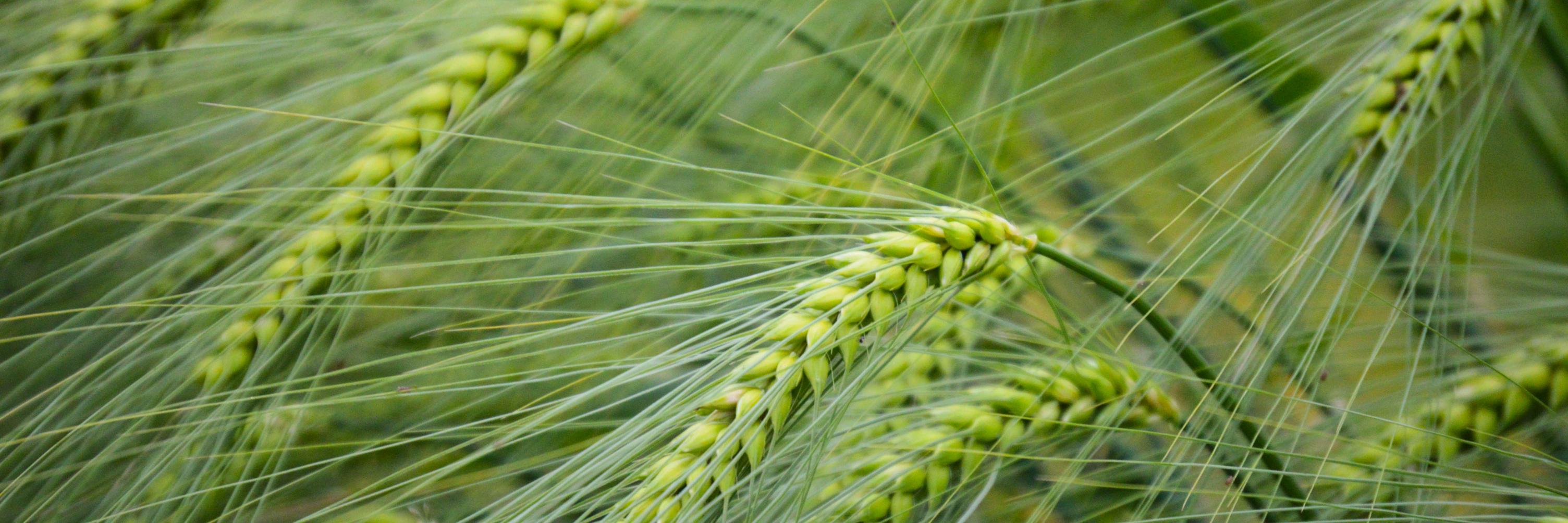 PHILAGRO S.A. banner