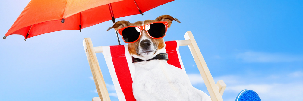 BeachForDogs's profile banner image