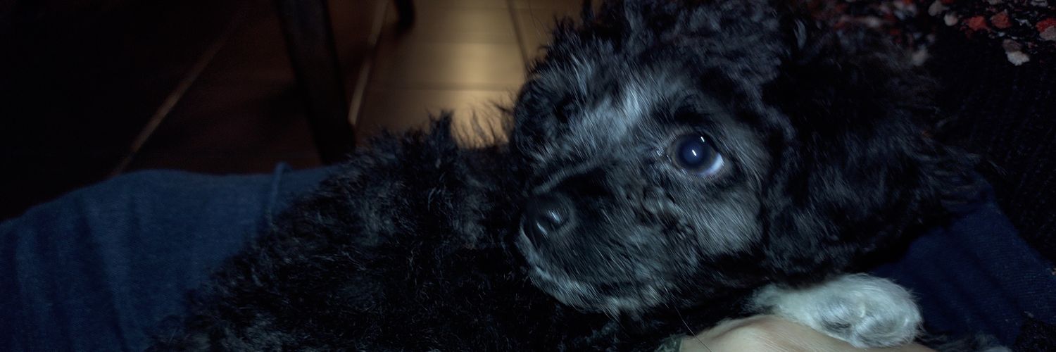 FranUdrizar3's profile banner image