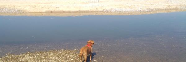 RGibbsWHS Profile Banner