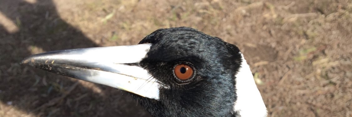 beardedbirder's profile banner image