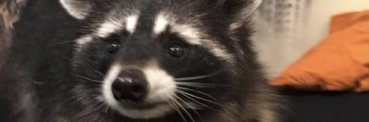 ughsolina's profile banner image