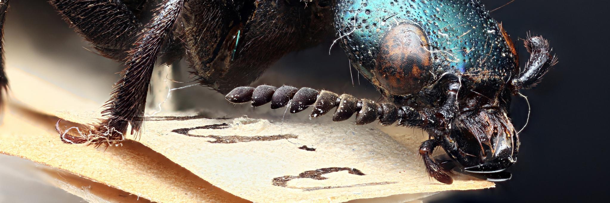 NHM Coleoptera banner