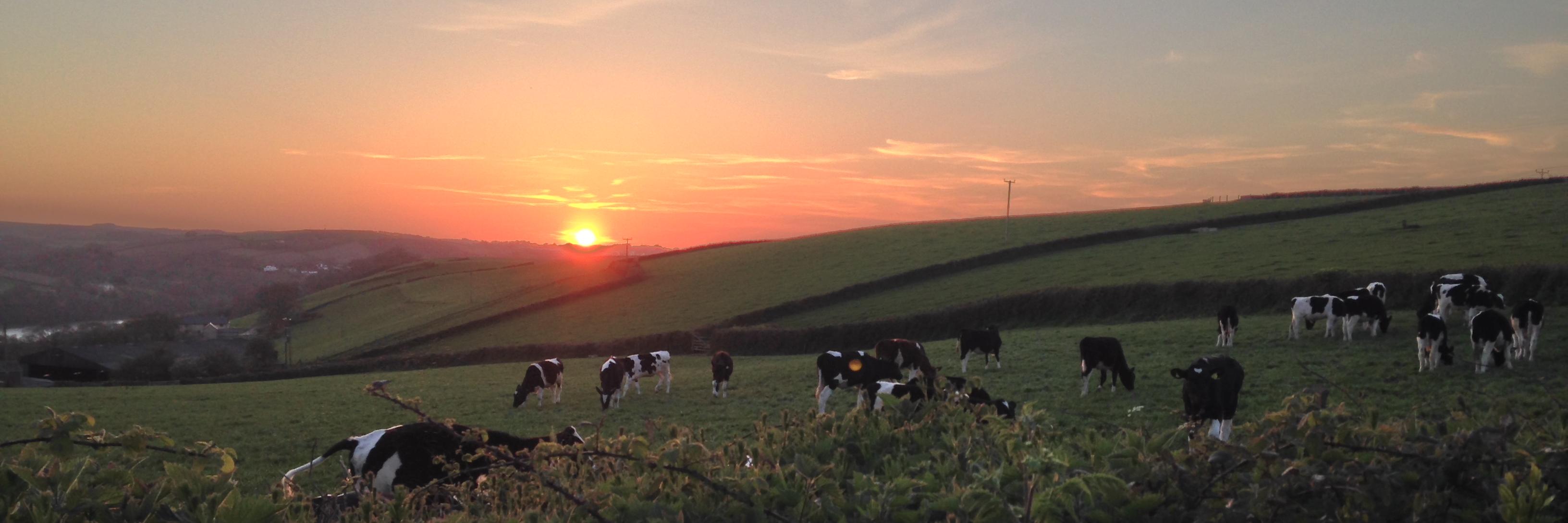 TennacottDairy's profile banner image