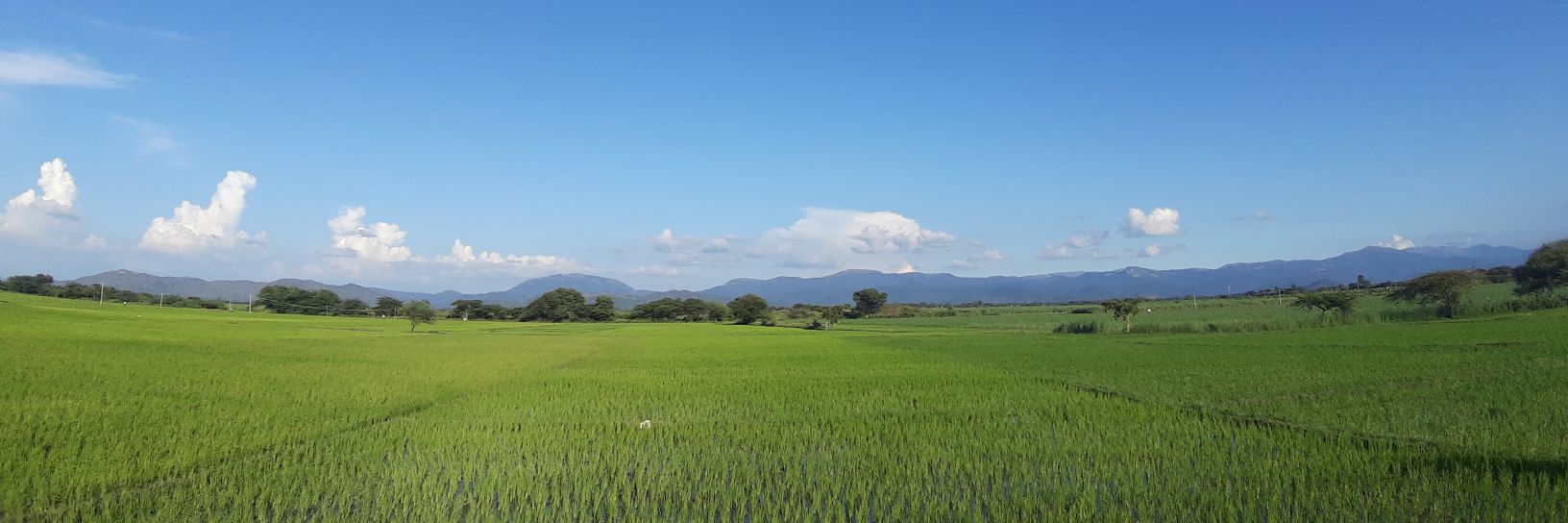 Ashutosh Singh banner