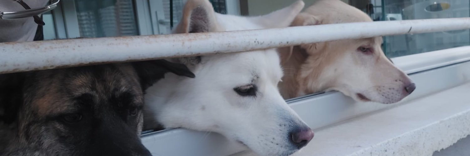 serenaysatilmis's profile banner image