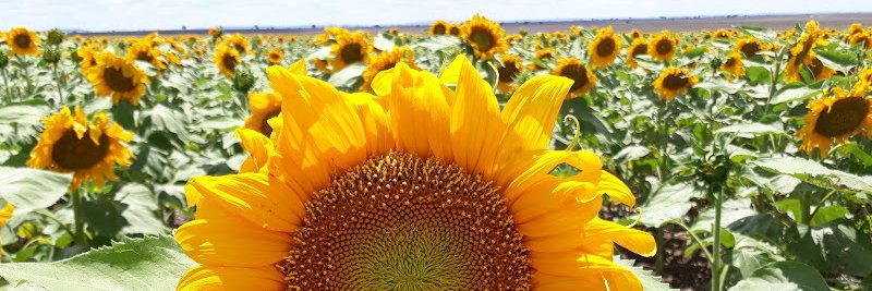 flavia migotti banner