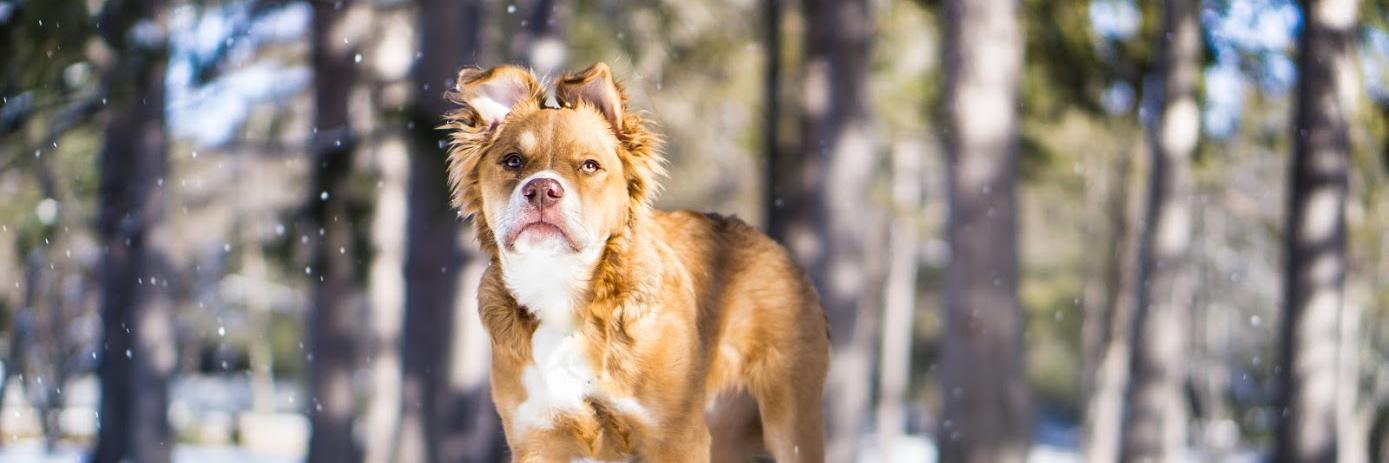 PetsInNeed's profile banner image