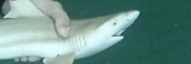 Deek 🦈 banner