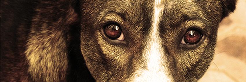 ProyectoComeDog's profile banner image