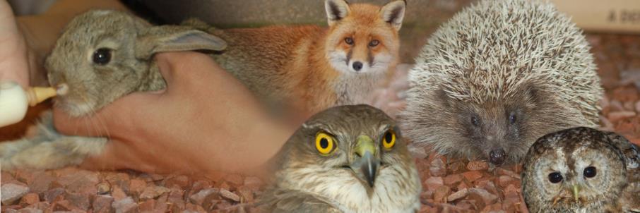 Hessilhead Rescue banner