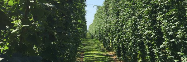 HayhoeHops Profile Banner