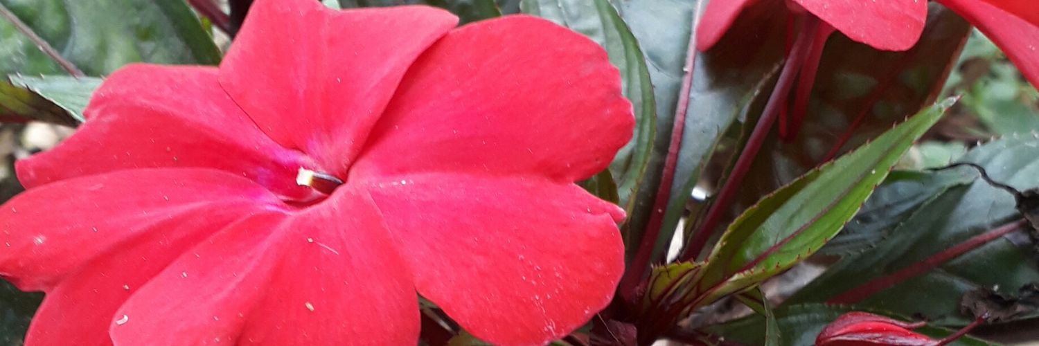 DulcJessy's profile banner image
