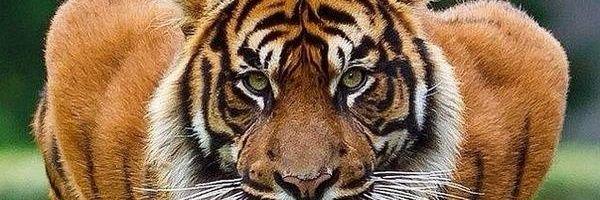 jopiazzaa's profile banner image