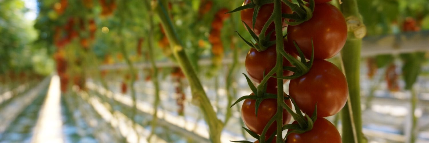 MightyVine's profile banner image