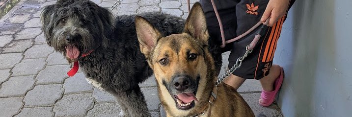 🇲🇽 Mys ･⁠ ミイス 🌻 banner