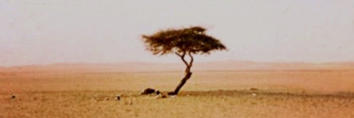 serbesyazar's profile banner image