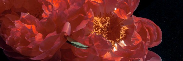 emmcconkey Profile Banner