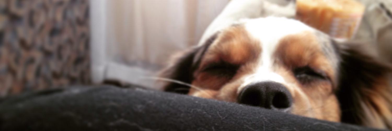 AbbeySharp32's profile banner image