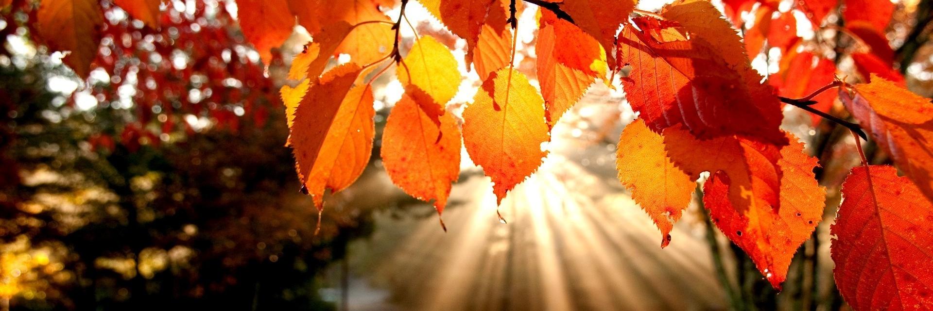 HealthyCapital banner