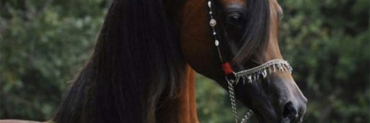 al1111la's profile banner image
