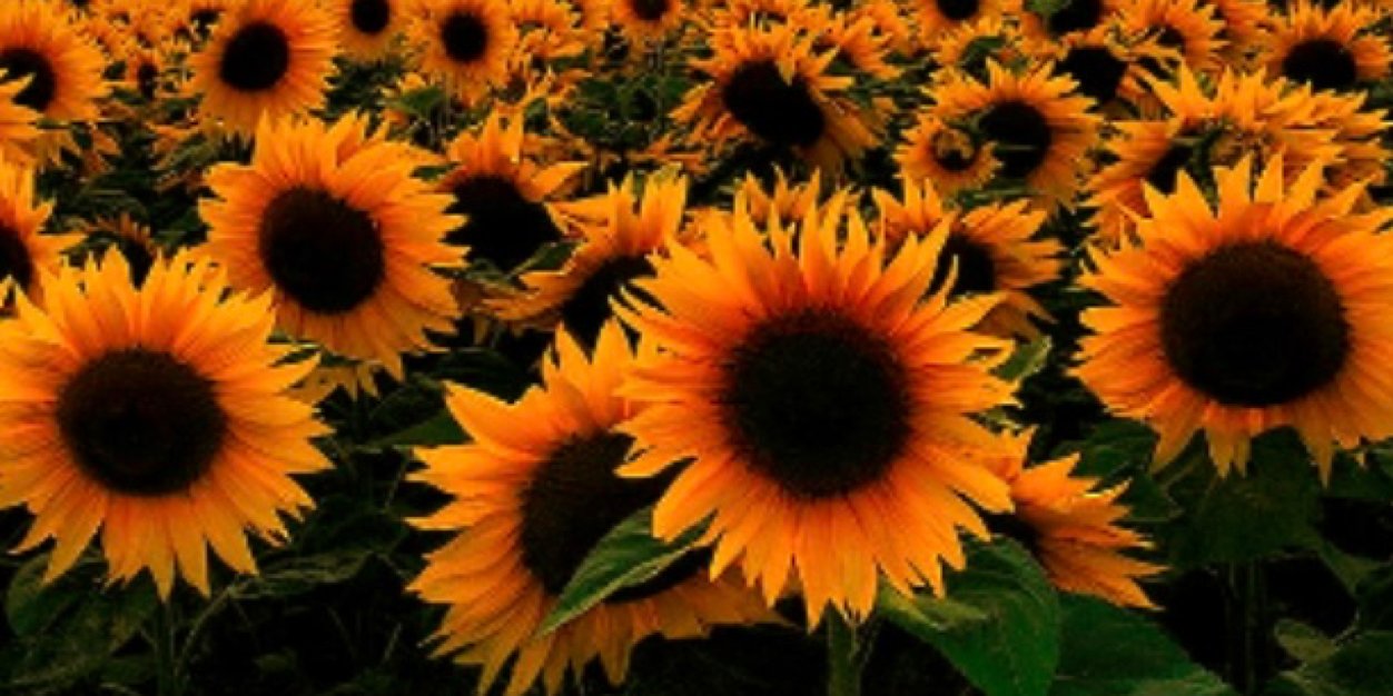 _xYourHighness's profile banner image